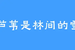 芦苇是林间的雪