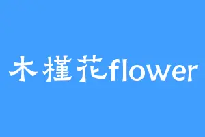 木槿花flower